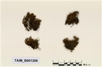 藏品(小扭葉苔)的圖片